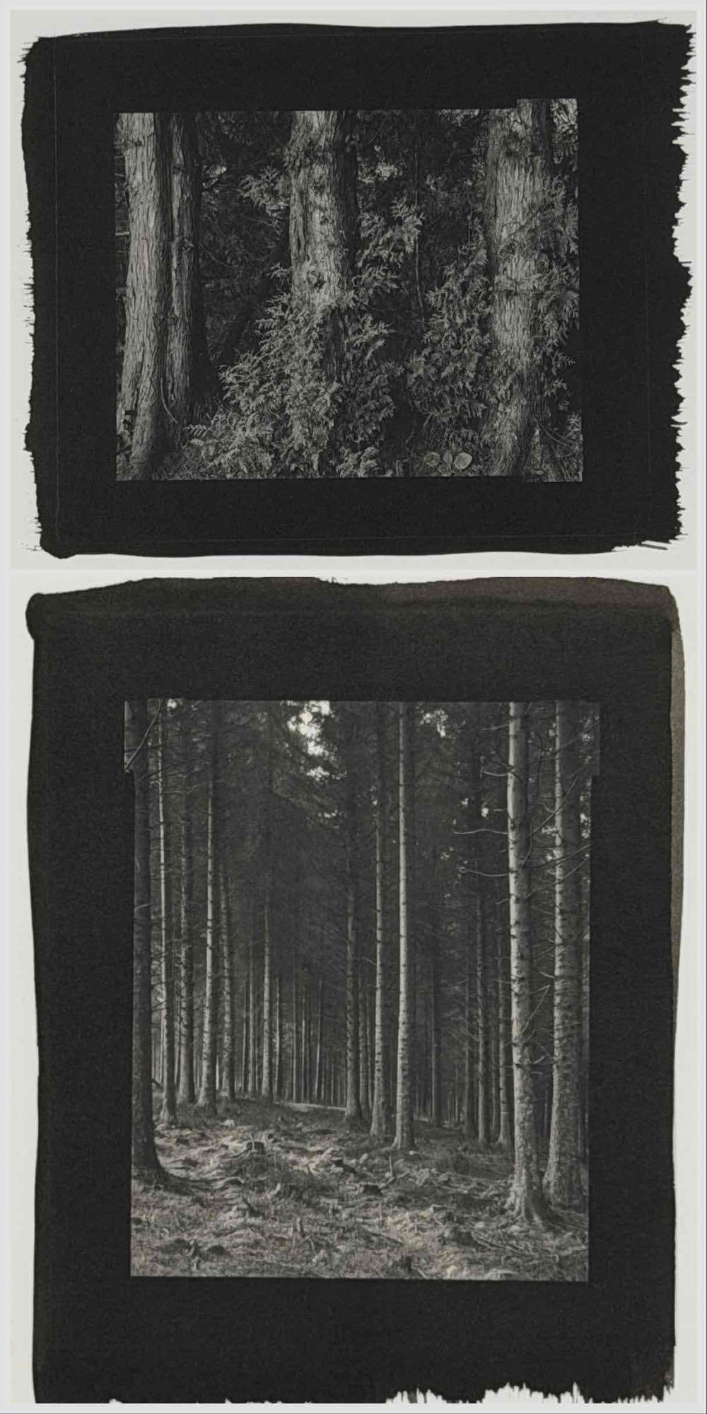 William Laven (American, b. 1958), Two Platinum/Palladium Prints, Forests, 1991 (1 of 10)