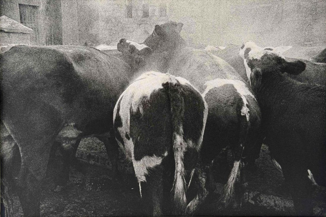 Ingeborg Gerdes (German-American, 1938-2020), Cows, Killorglin, Ireland, Gelatin Silver Print (1 of 7)