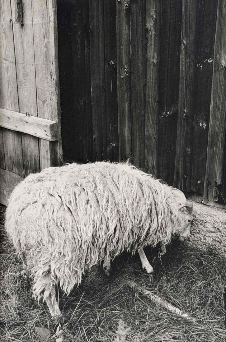 Ingeborg Gerdes (German-American, 1938-2020), Sheep, Celle, Germany, Gelatin Silver Print: Ingeborg Gerdes (German-American, 1938-2020), Sheep, Celle, Germany, Gelatin Silver Print. Pencil signed, titled, and dated 1974 and 1976 on verso. Signed and dated 1974 on mat. Ingeborg Gerdes was a 