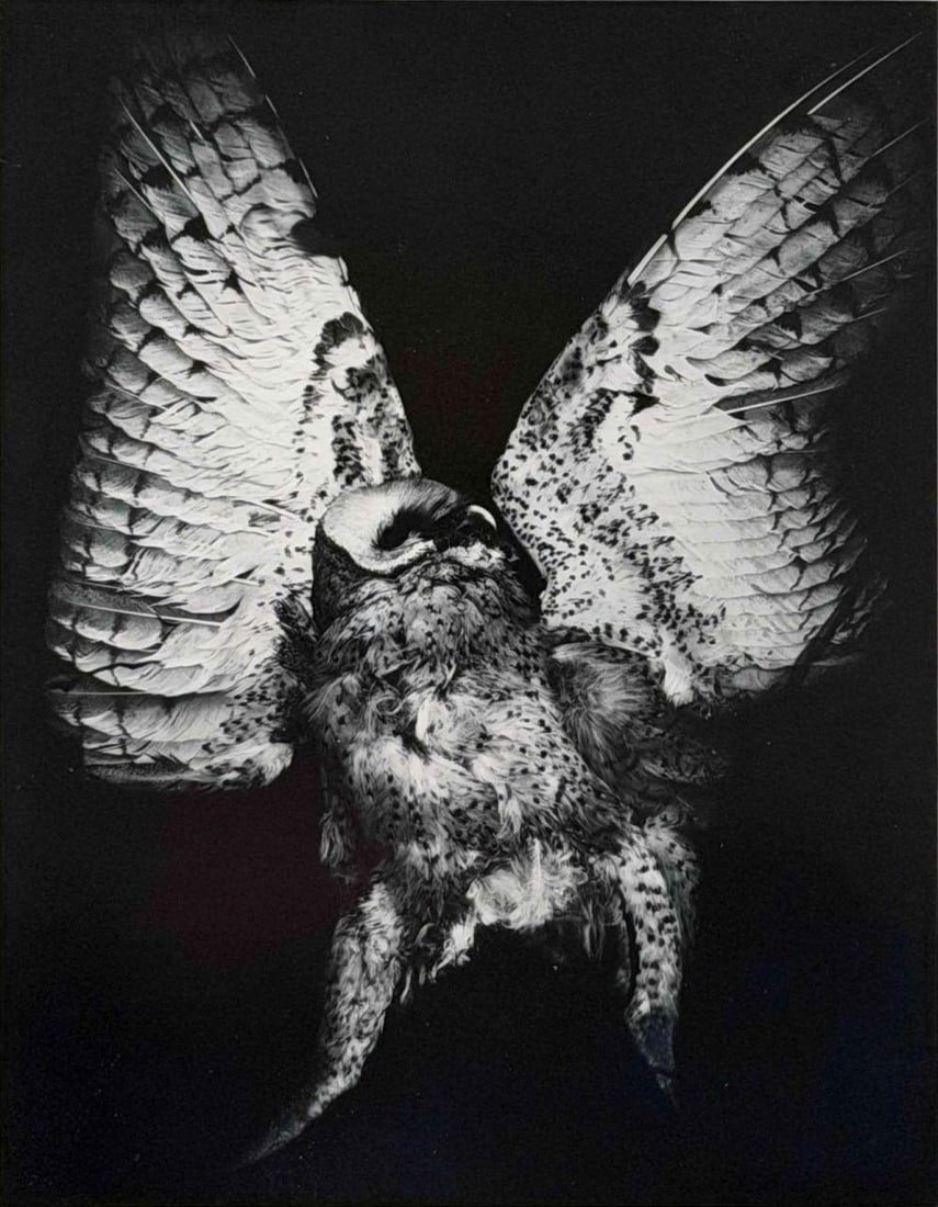 William Giles (American, 1934-2024), Screech Owl, Gelatin Silver Print: William Giles (American, 1934-2024), Screech Owl, Gelatin Silver Print. Signed, titled, and dated 1973 on mat. William Giles studied and worked with photographers including Minor White, Ansel Adams, P