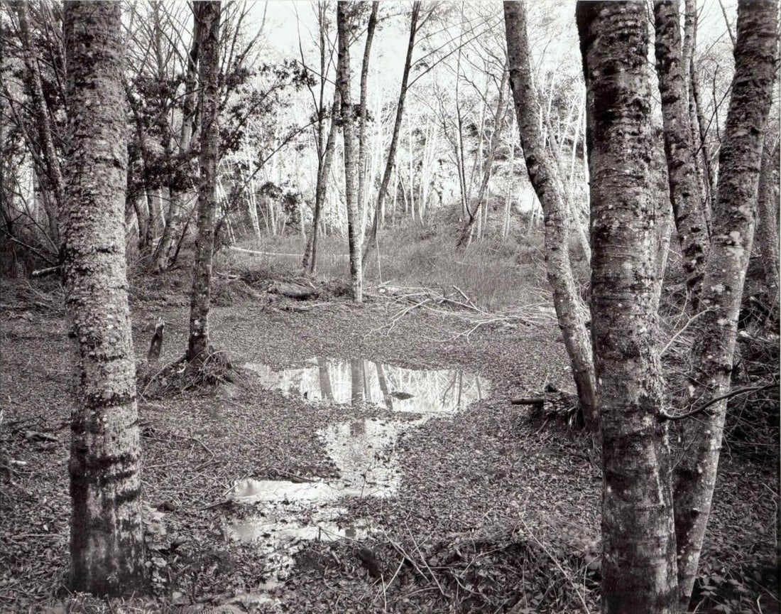 Joel Leivick (American, b. 1951), Scott Creek #16, 1986, Gelatin Silver Print (1 of 10)