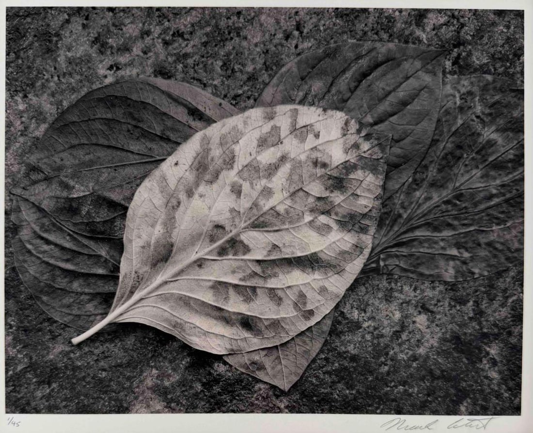 Mark Citret (American, b. 1949), Wet Leaves, Yosemite, Toned Gelatin Silver Print On Vellum (1 of 9)