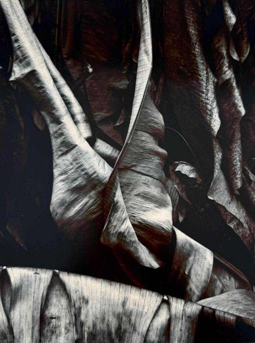 Richard Chase Albertine (American, 1944-2016) Drying Bananas #4, Gelatin Silver Print (1 of 9)
