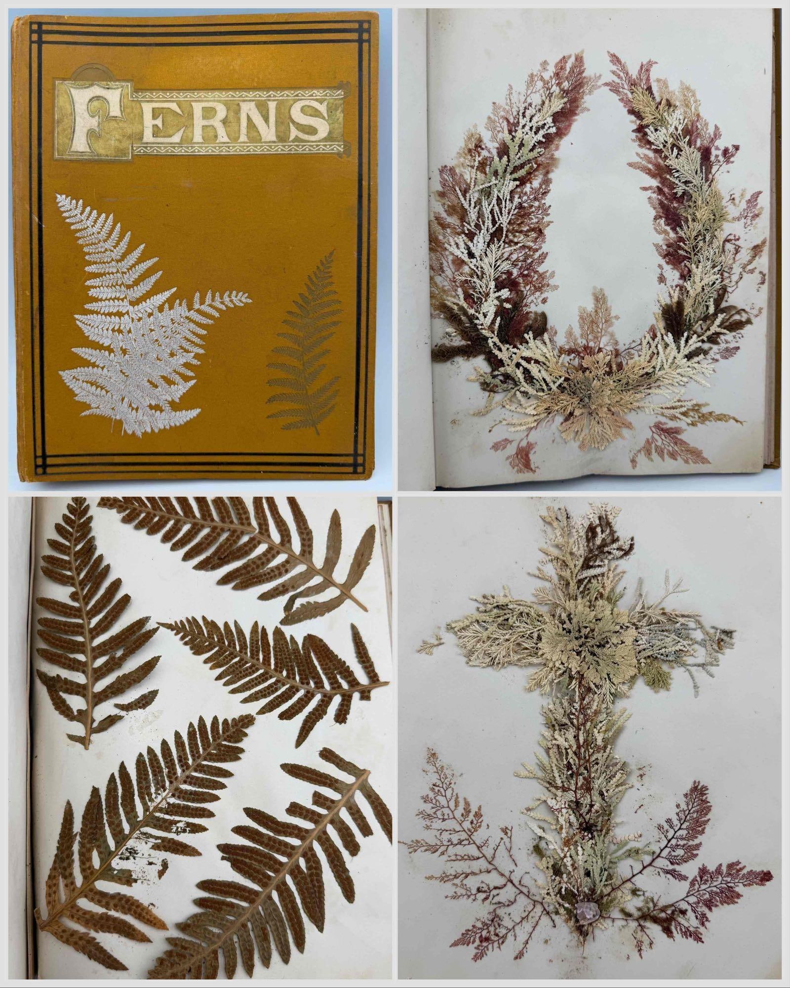 Victorian Pressed California Seaweed And Fern Specimen Album: Victorian Pressed California Seaweed And Fern Specimen Album. Inner cover inscribed "Woods Species of Santa Cruz Co. Californian flowers By Patsy R-" Includes 24 pages of pressed Santa Cruz, Californi