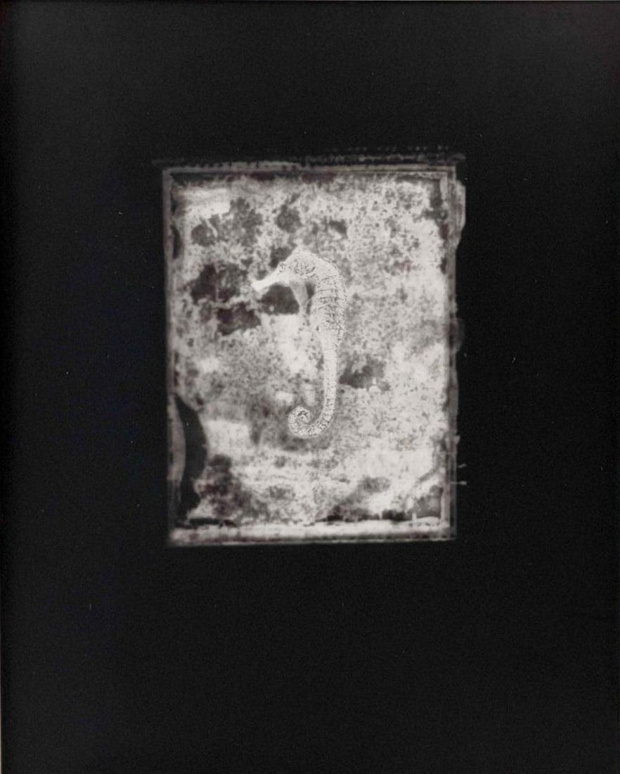 Akira Kitajima (Japanese, 20th/21st C.), Untitled (Seahorse), 1991, Toned Gelatin Silver Print: Akira Kitajima (Japanese, 20th/21st C.), Untitled (Seahorse), 1991, Toned Gelatin Silver Print. Signed, dated, and editioned '4/25' on verso. Accompanied by certificate of authenticity and 1993 invoic