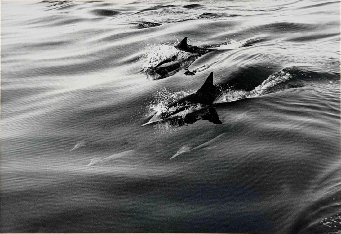 Marion Patterson (American, b. 1933), Dolphins, Gelatin Silver Print (1 of 6)