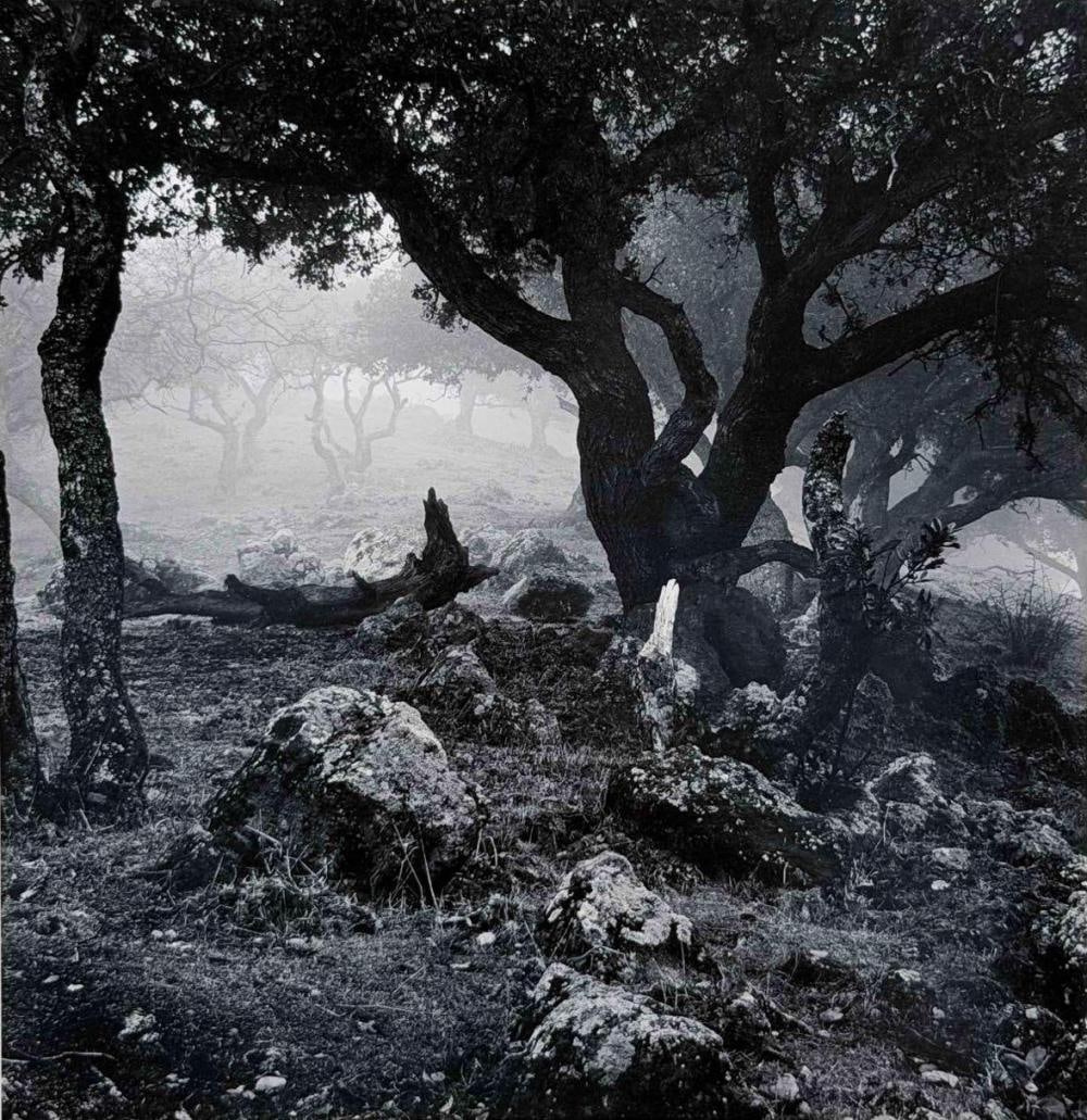 John Wimberley (American, b. 1945), Coyote Hill, Gelatin Silver Print (1 of 13)