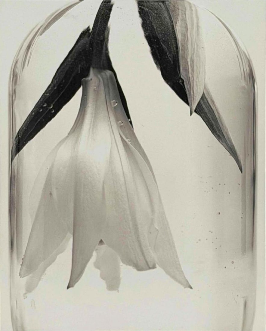 Camille Solyagua (American. b. 1959), Botanical Works #6 (Lily), Toned Gelatin Silver Print: Camille Solyagua (American. b. 1959), Botanical Works #6 (Lily), 1993, Toned Gelatin Silver Print, Print Date 1995. Pencil signed and dated on mount. Titled, dated, and editioned '6/45' with artist's 
