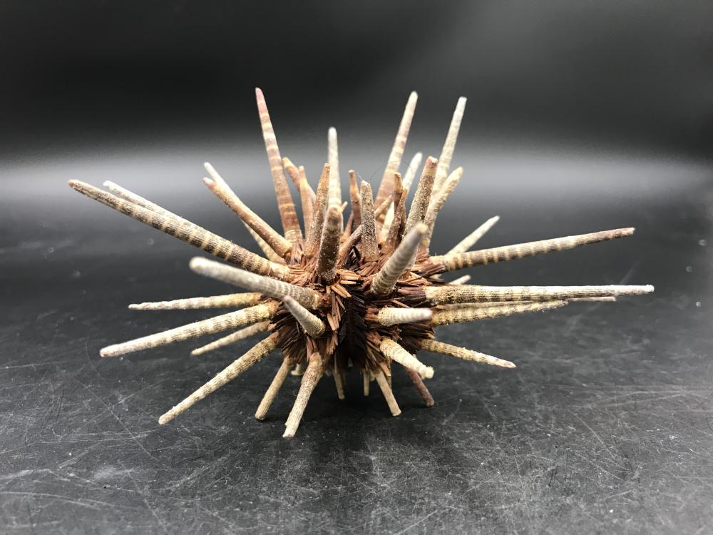 Urchin, Seashell, Ocean, Natural, Collectible, Decor,: Tiger stripe urchin test with spines Notes: Est. shipping quote $8