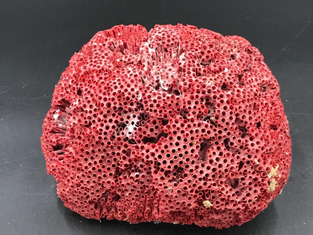 Coral, Natural, Decor, Ocean, Collectible, Specimen: Red pipe organ coral. Notes: Est. shipping quote $8