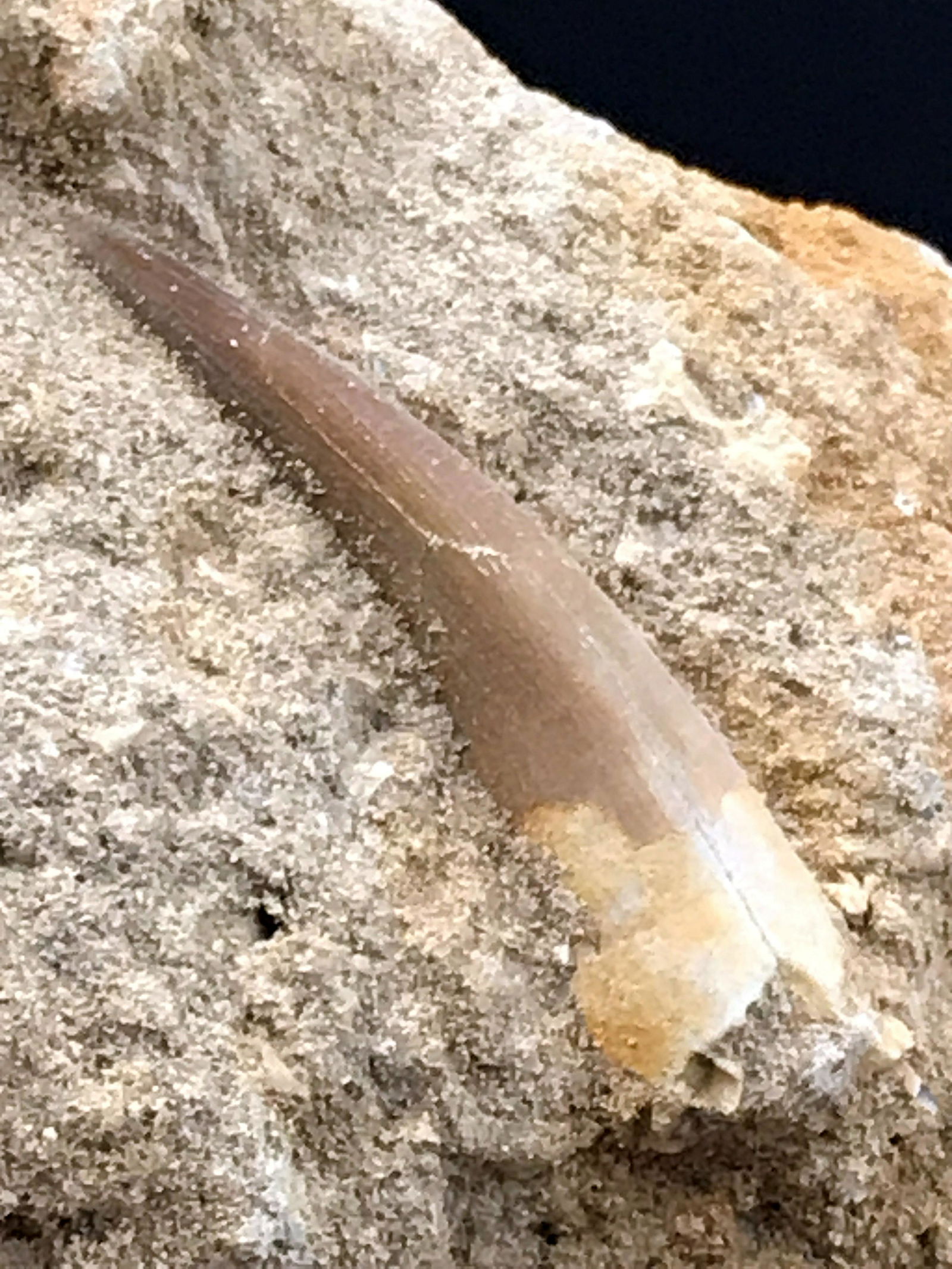Dinosaur, Fossil, Rock, Collectible, Specimen, Tooth - Mar 24, 2020 | Easterly Auction Company in MO