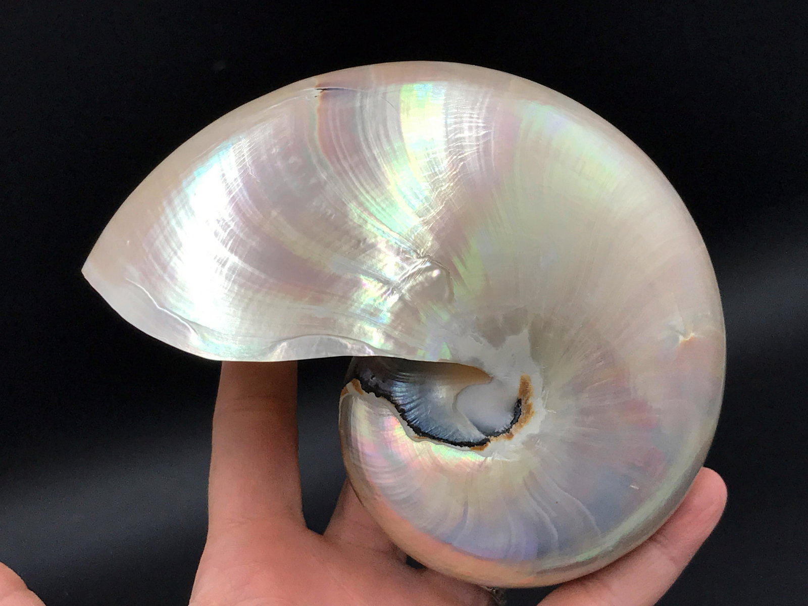 Seashell, Nautilus, Ocean, Natural, Decor, Collectible,: "Pearlized" nautilus shell