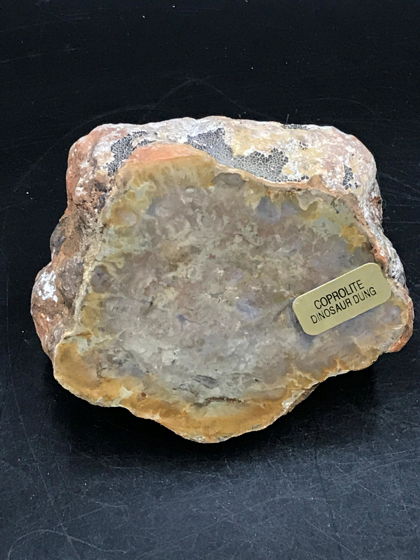 Coprolite, Rock, Fossil, Natural, Collectible, Dung,: Coprolite (fossil dung) with polished face.
