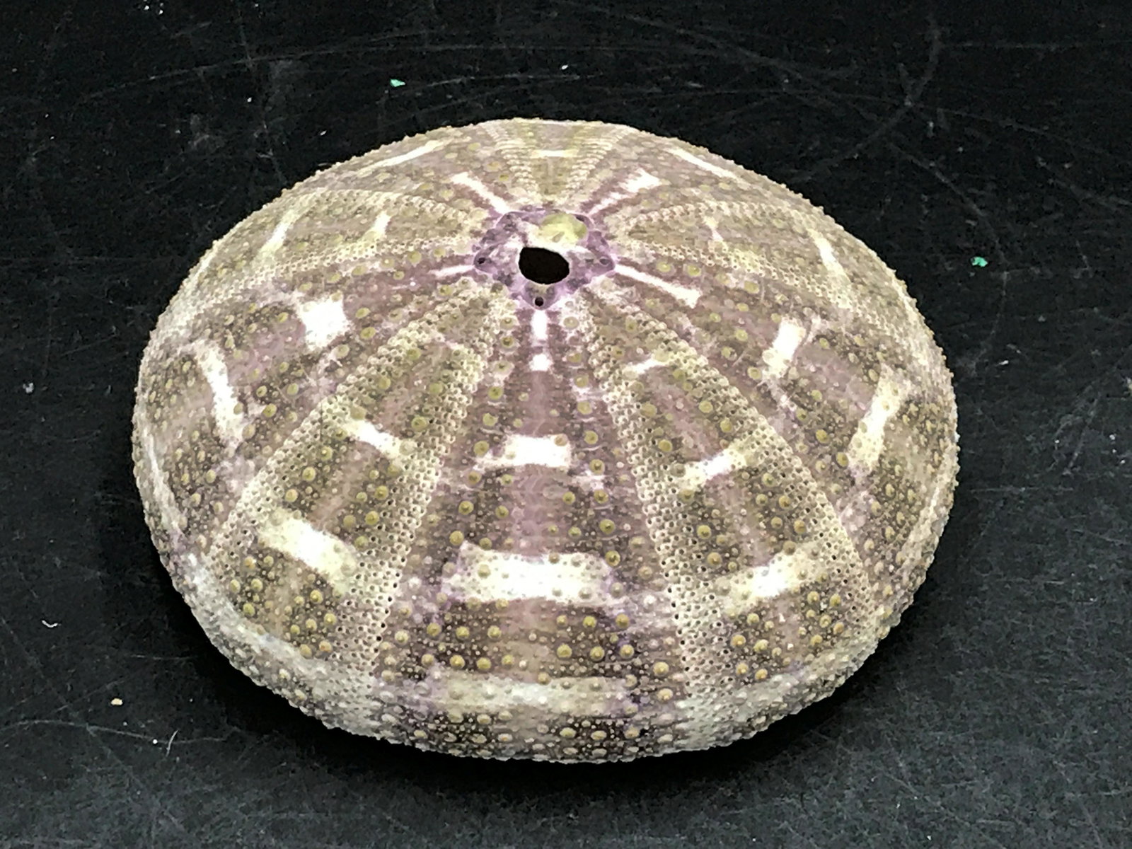 Seashell, Urchin, Ocean, Natural, Decor, Collectible,: Urchin test