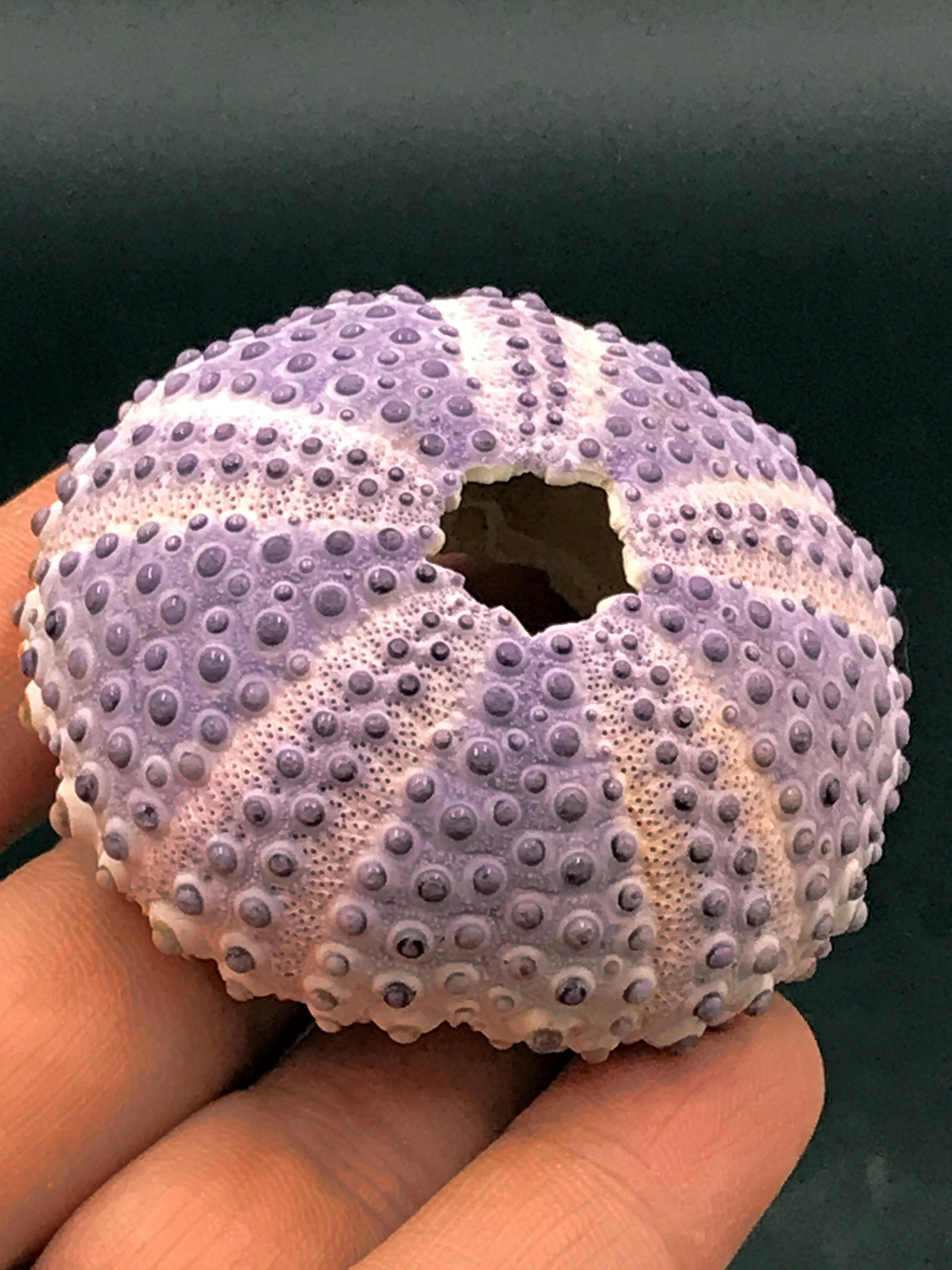 Seashell, Urchin, Ocean, Natural, Decor, Collectible,: Purple urchin test