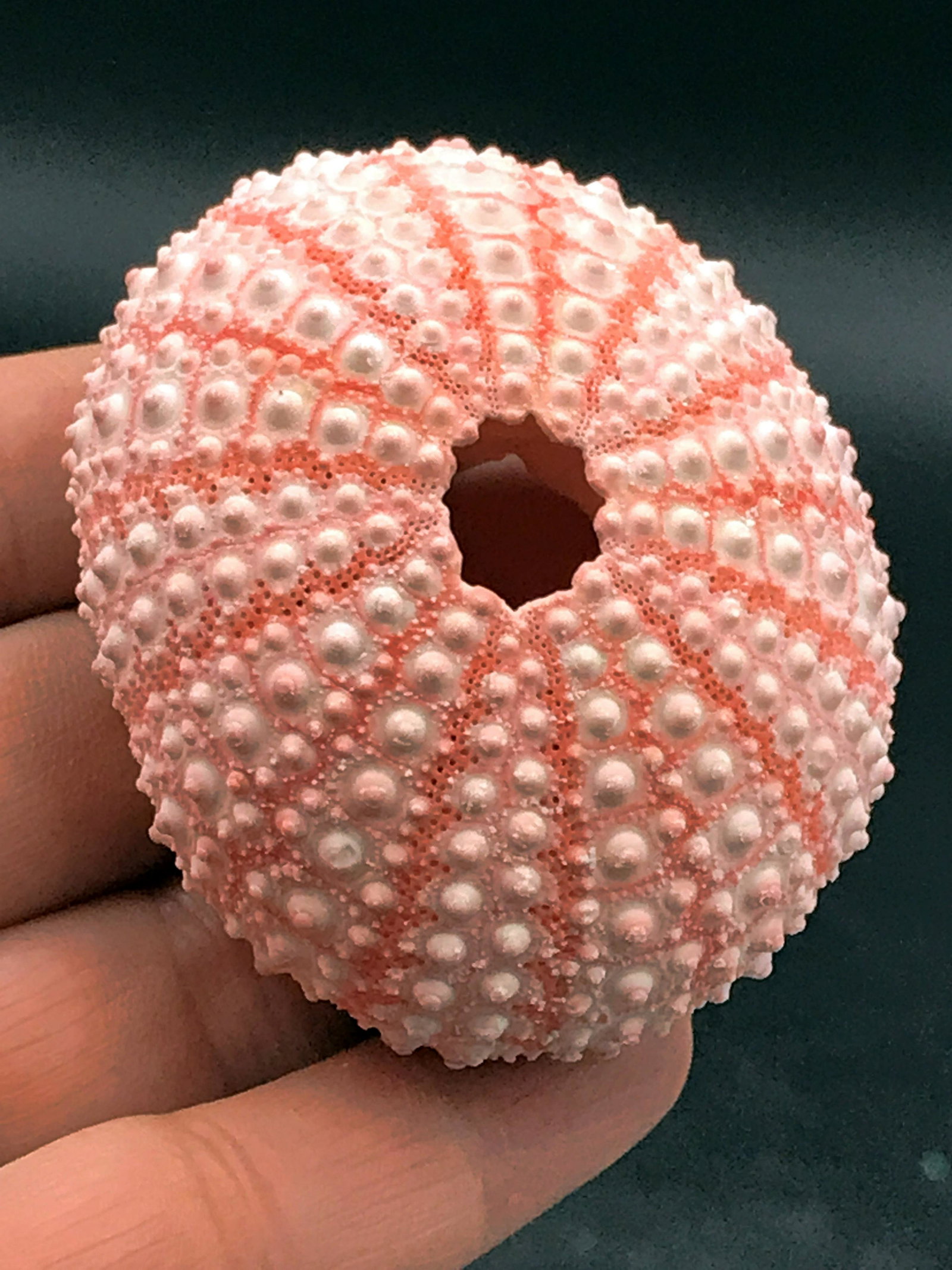 Seashell, Urchin, Ocean, Natural, Decor, Collectible,: Pink urchin test
