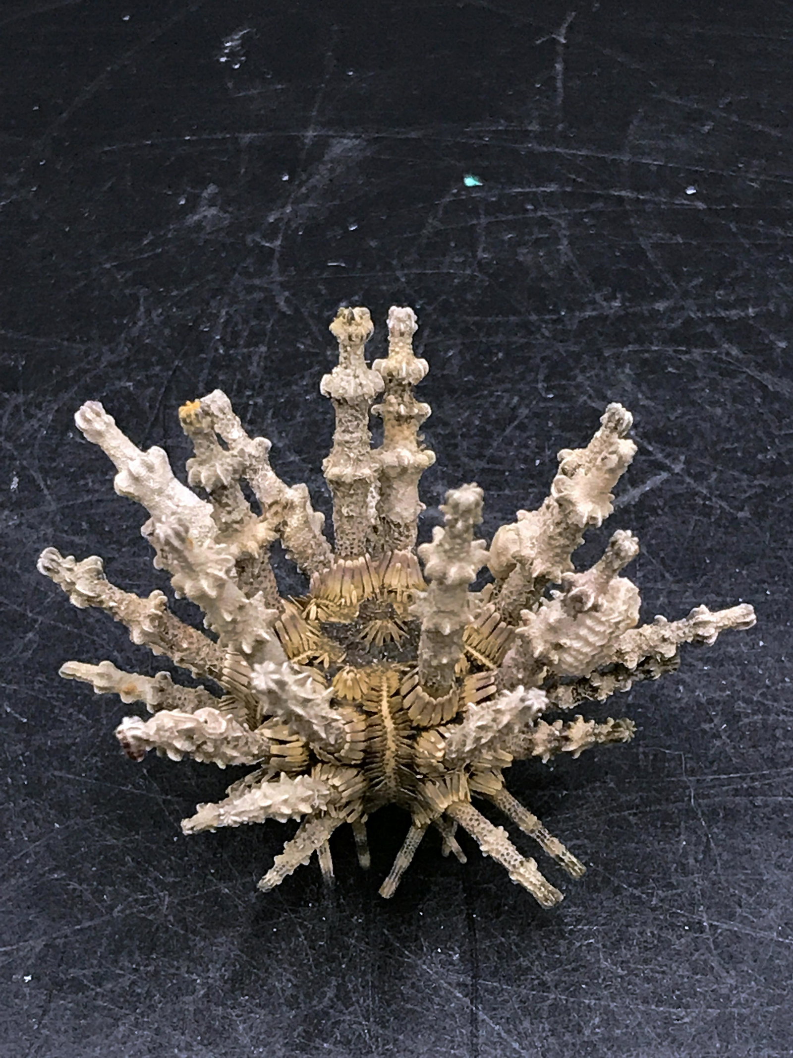 Seashell, Urchin, Ocean, Natural, Decor, Collectible,: Preserved urchin with spines and beak