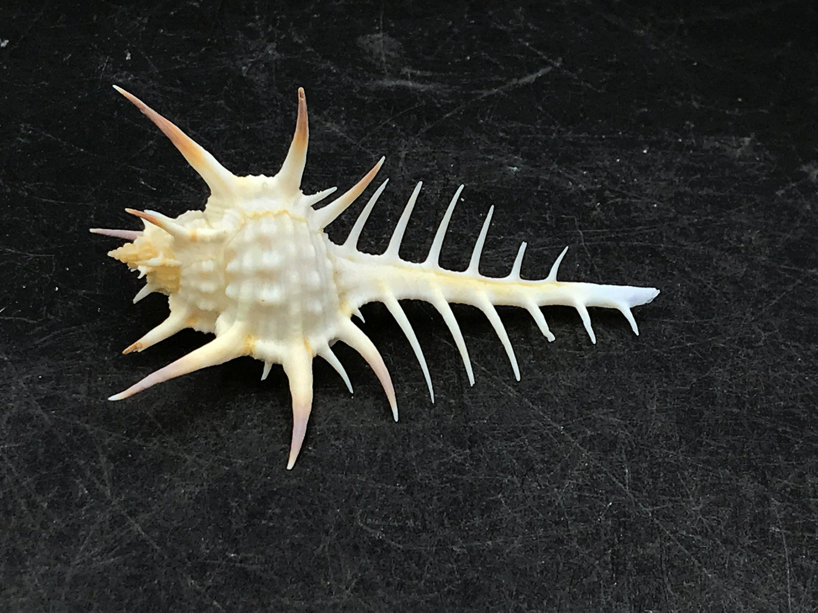 Seashell, Murex, Ocean, Natural, Decor, Collectible,: Murex nigrospinosus shell
