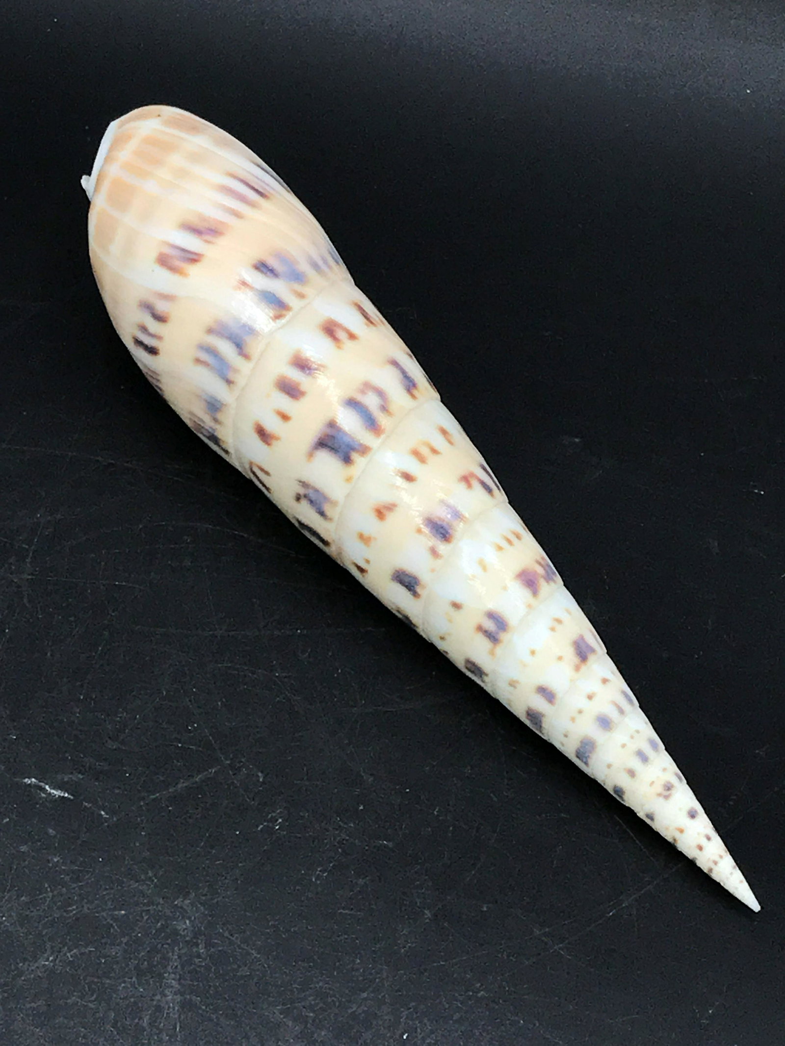Seashell, Natural, Decor, Collectible, Specimen,: Marlin spike, Terebra maculata, shell.