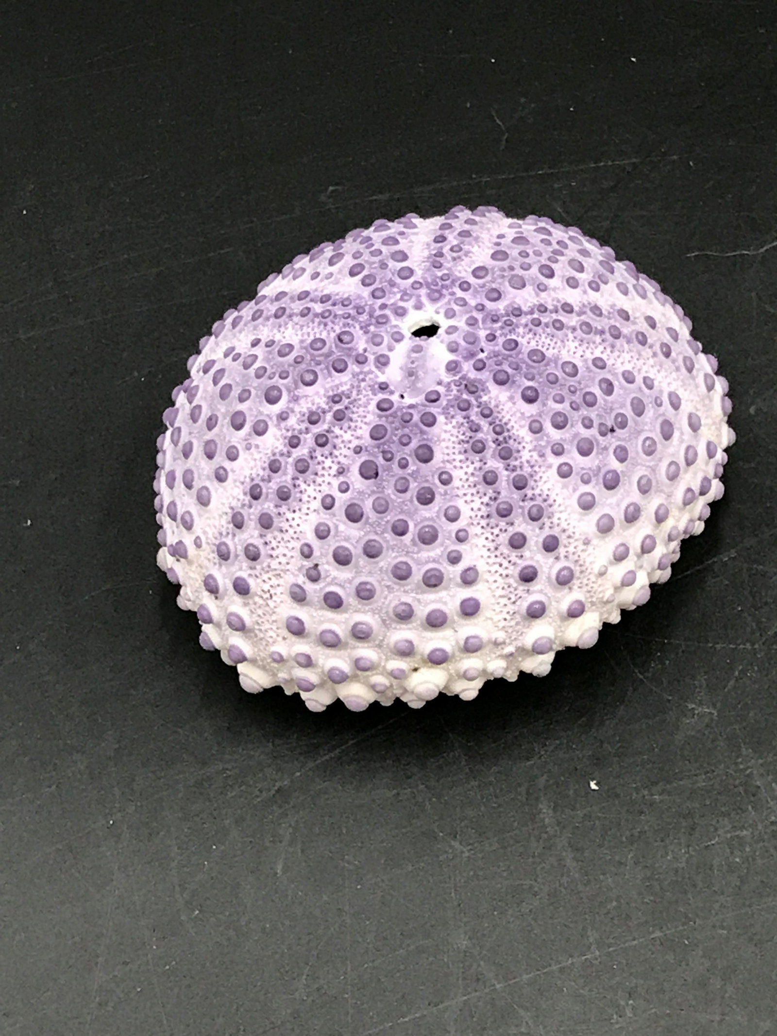 Seashell, Urchin, Test, Natural, Decor, Collectible,: Purple urchin test