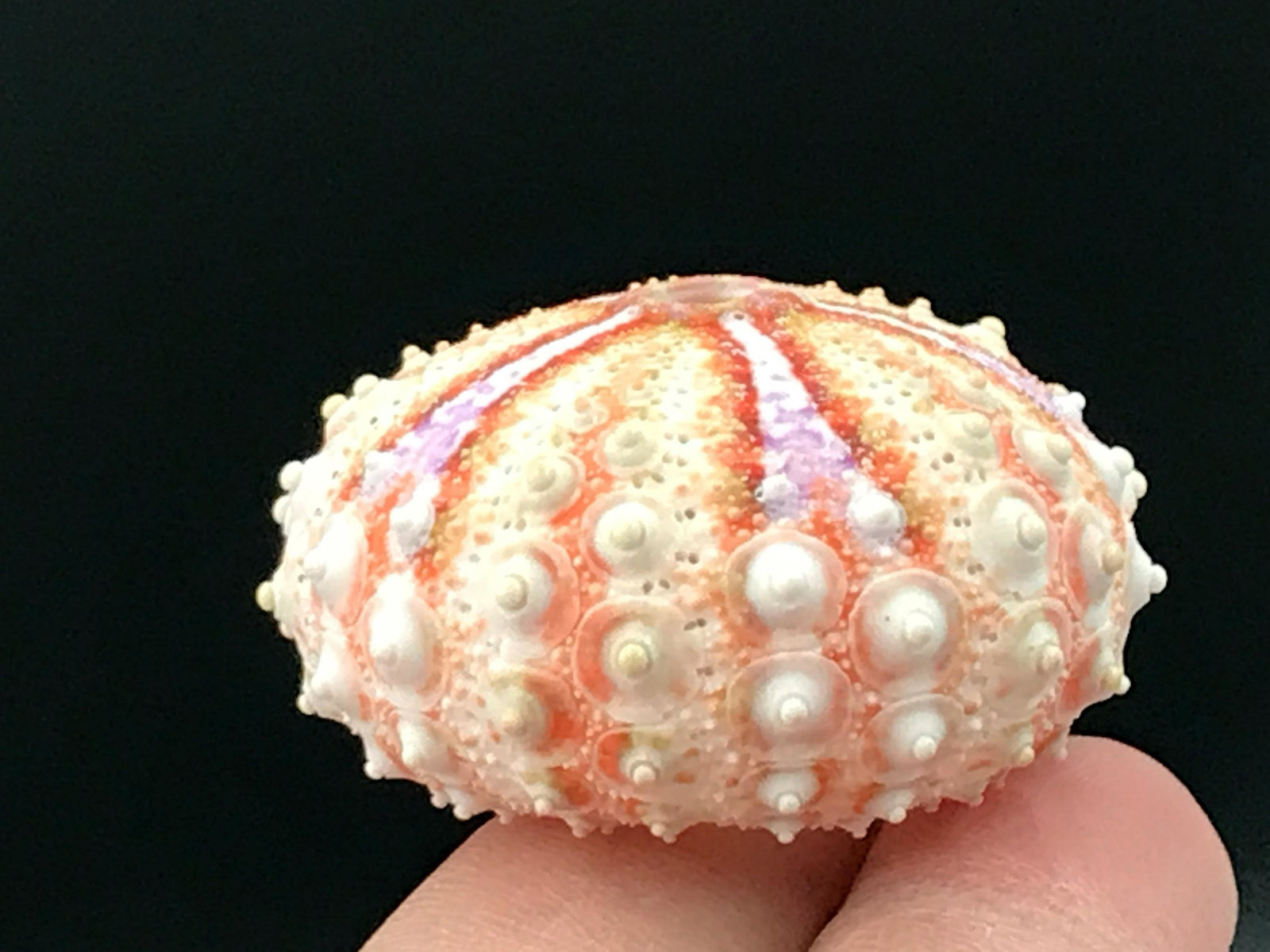 Seashell, Urchin, Test, Natural, Decor, Collectible,: Velvarde urchin test