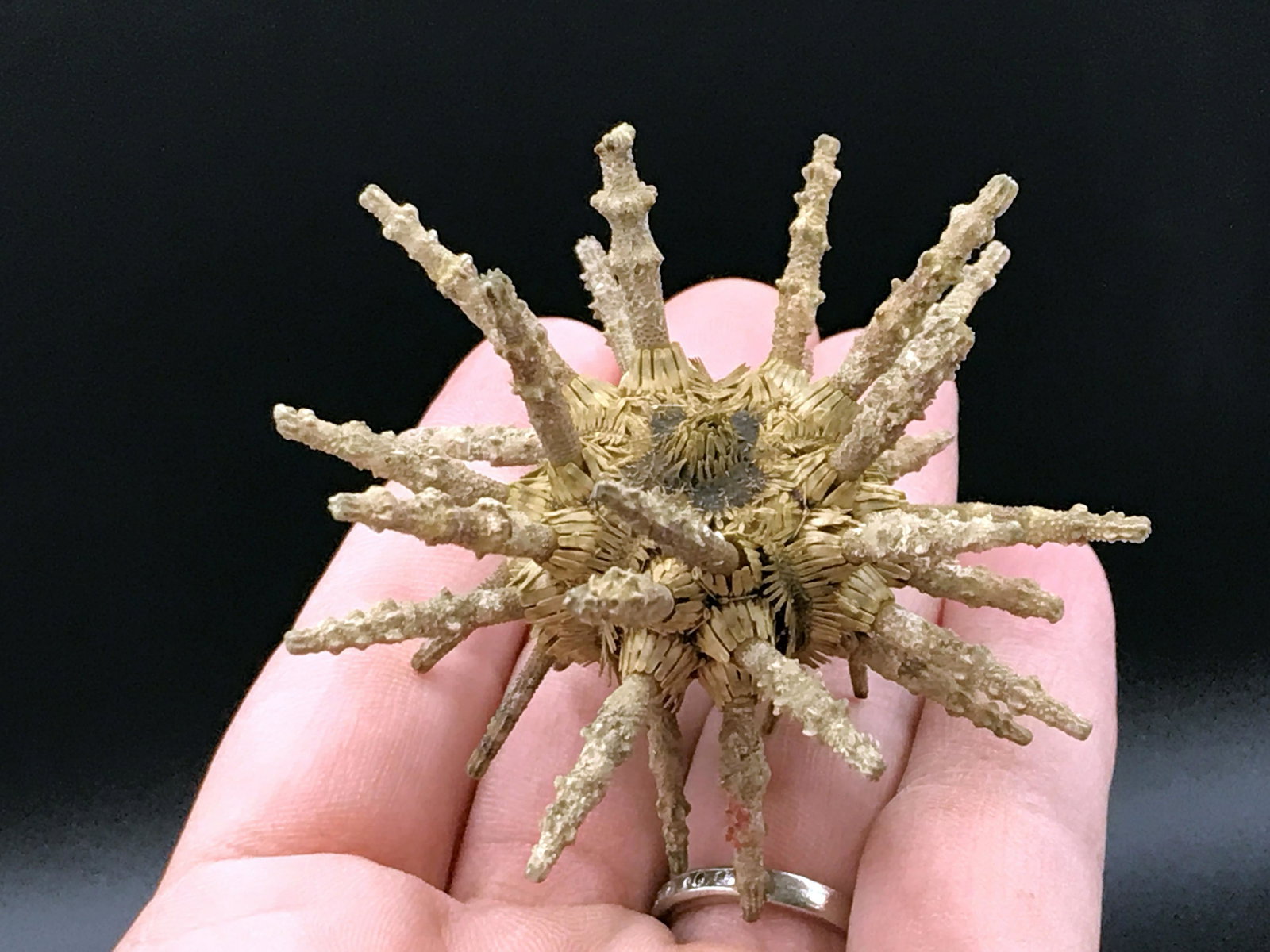 Seashell, Urchin, Test, Natural, Decor, Collectible,: Sputnik urchin with spines