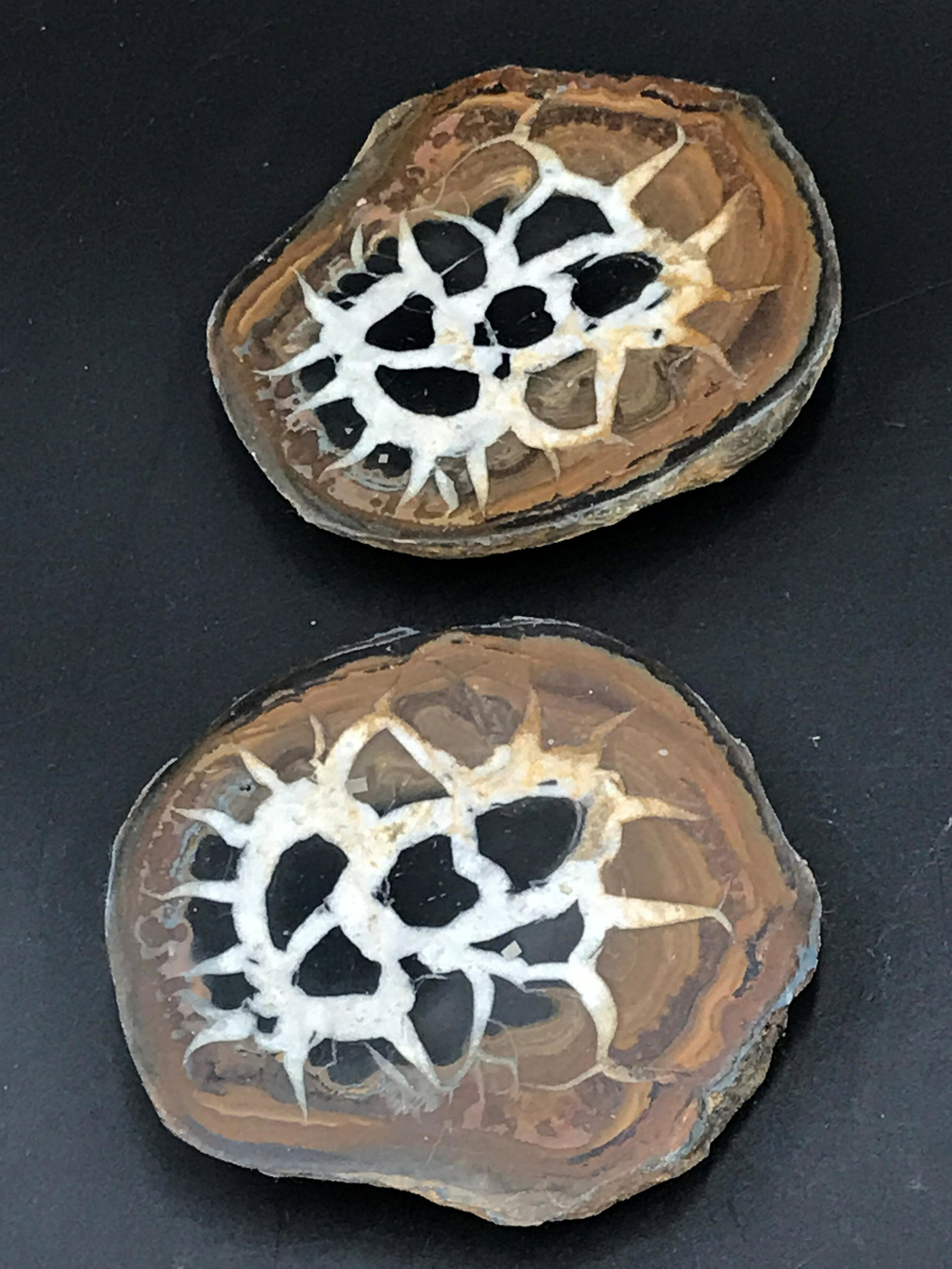Septarian, Rock, Crystal, Natural, Mineral, Specimen: Septarian, split and polished. Morocco