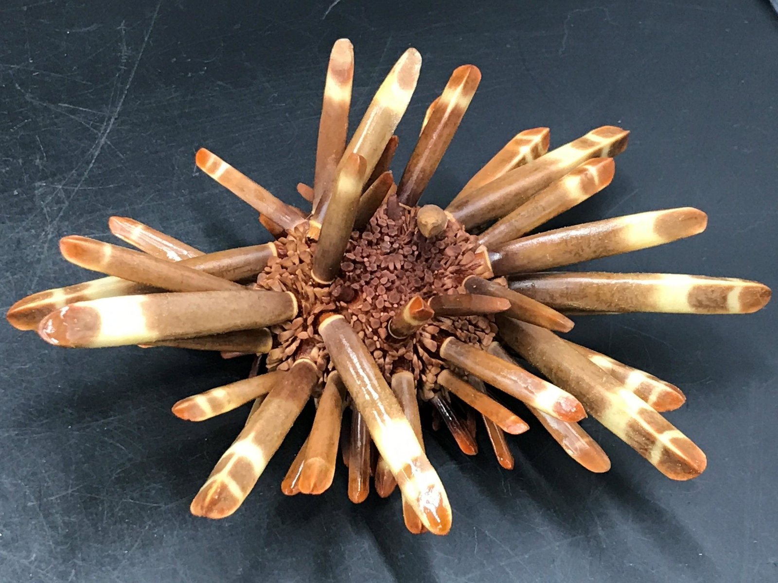 Seashell, Urchin, Test, Natural, Decor, Collectible,: Pencil urchin with spines
