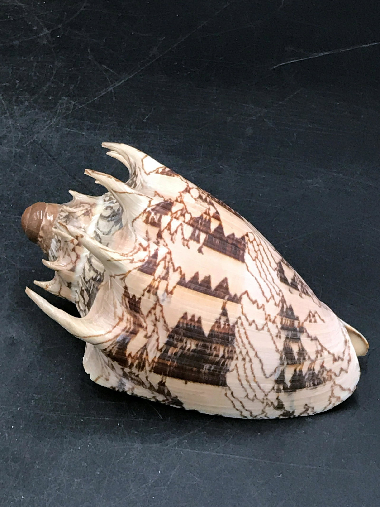 Seashell, Natural, Decor, Collectible, Specimen: Seashell, Voluta imperialis (Emperial volute)