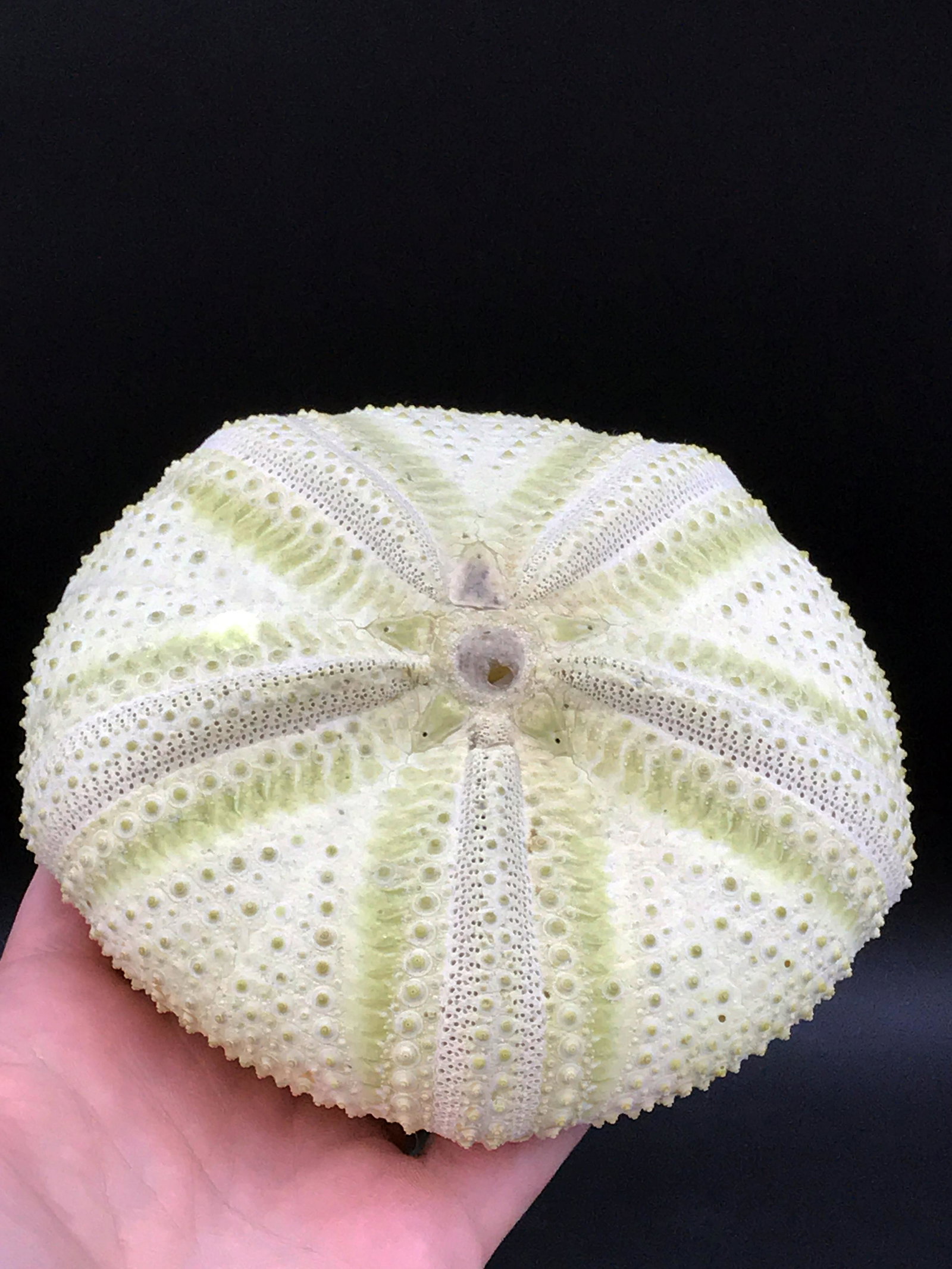 Seashell, Urchin, Test, Natural, Decor, Collectible,: Urchin test