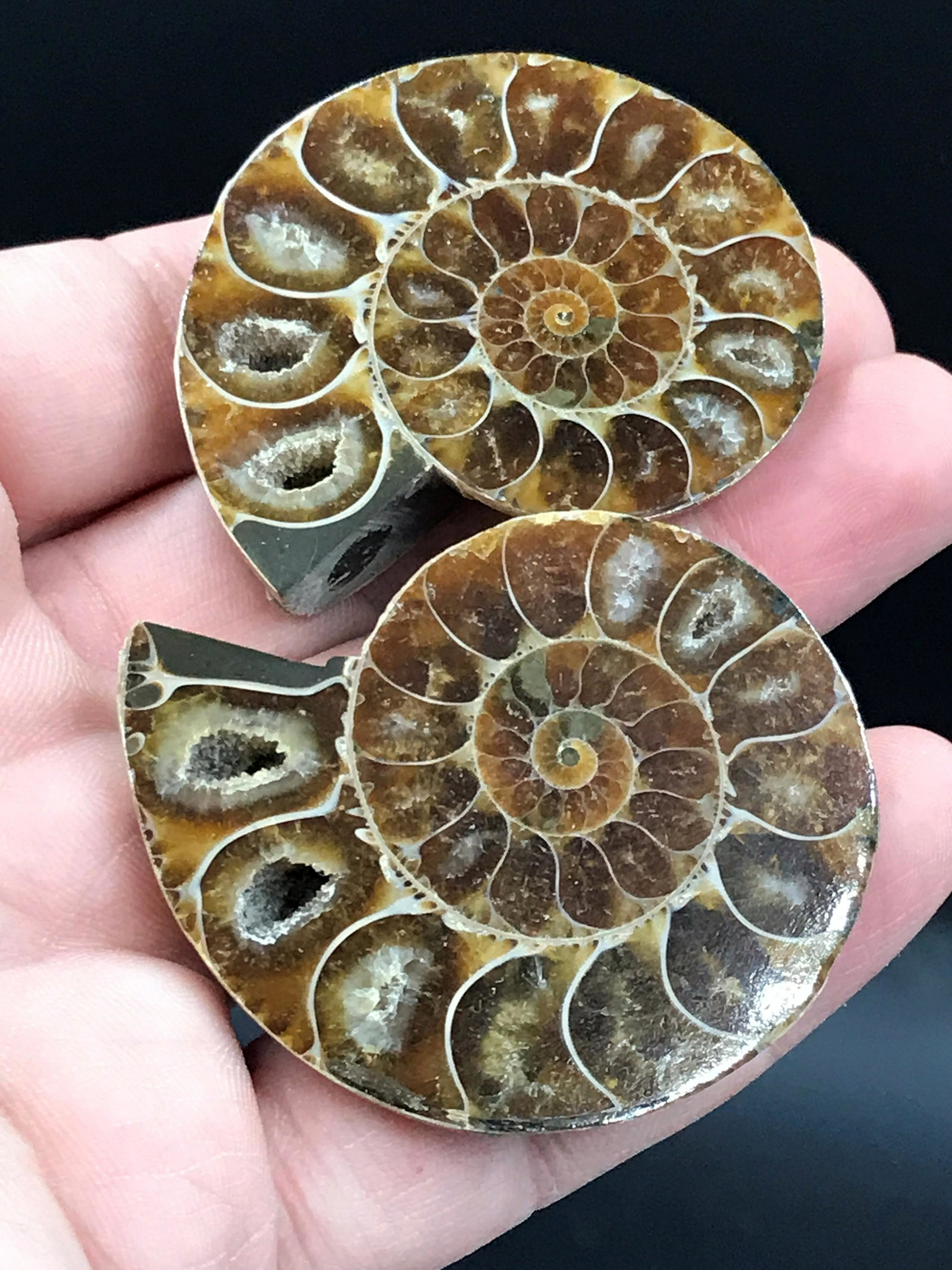 Ammonite, Fossil, Rock, Collectible, Specimen: Fossil ammonite, split and polished. Cretaceous, 100 million years old. Madagascar