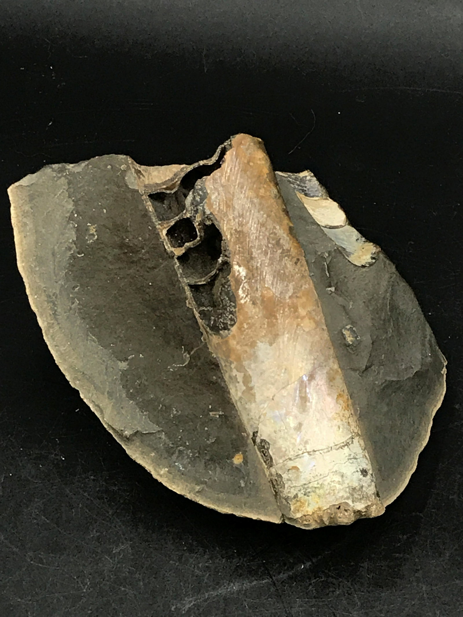 Baculite, Fossil, Rock, Natural, Collectible, Specimen: Fossil baculite in matrix with irradescent shell and crystalized chambers. Cretaceous, 70 million years old. South Dakota