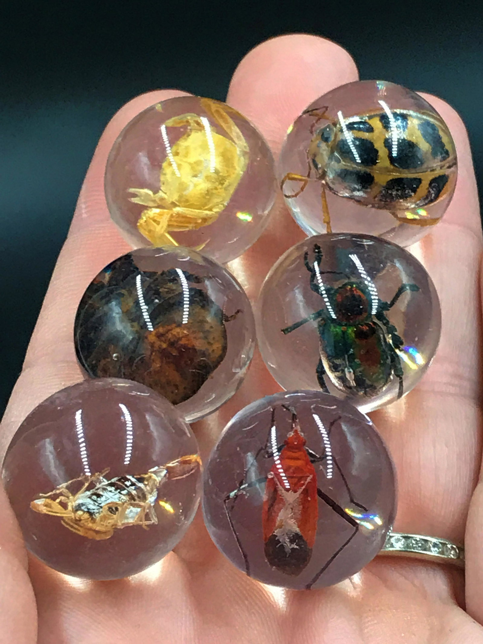 Marble, Toy, Sphere, Bug, Insect, Collectible: Set of 6 bug marbles.