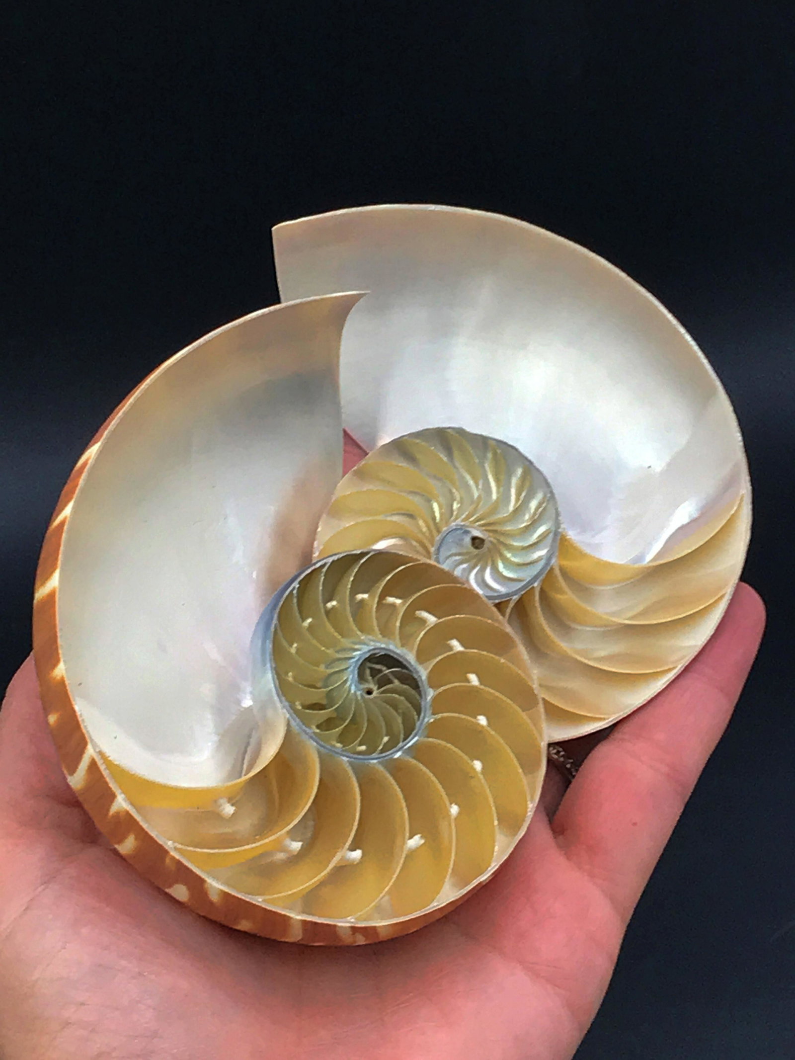 Nautilus, Seashell, Natural, Decor, Collectible: Split nautilus pompilus shell