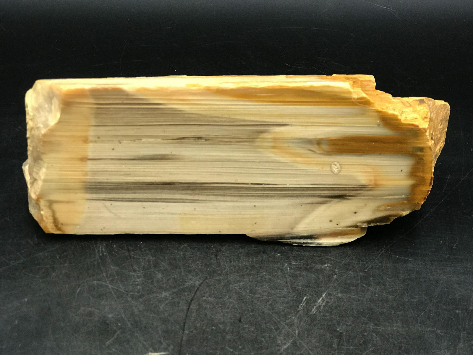 Petrified wood, Rock, Fossil, Natural, Decor,: Petrified wood log with polished face. South Dakota, Eocene, 50 million years old