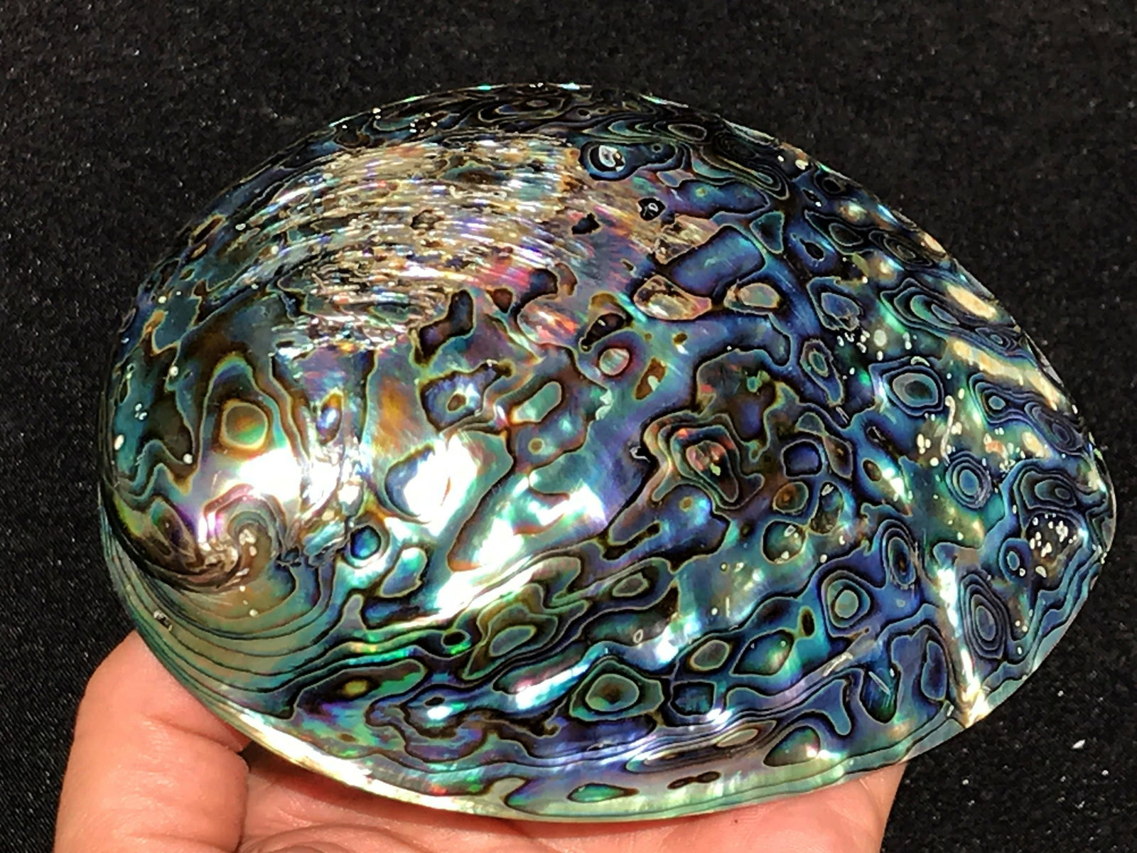 Abalone, Seashell, Natural, Decor, Metaphysical,: Paua abalone shell. New Zealand