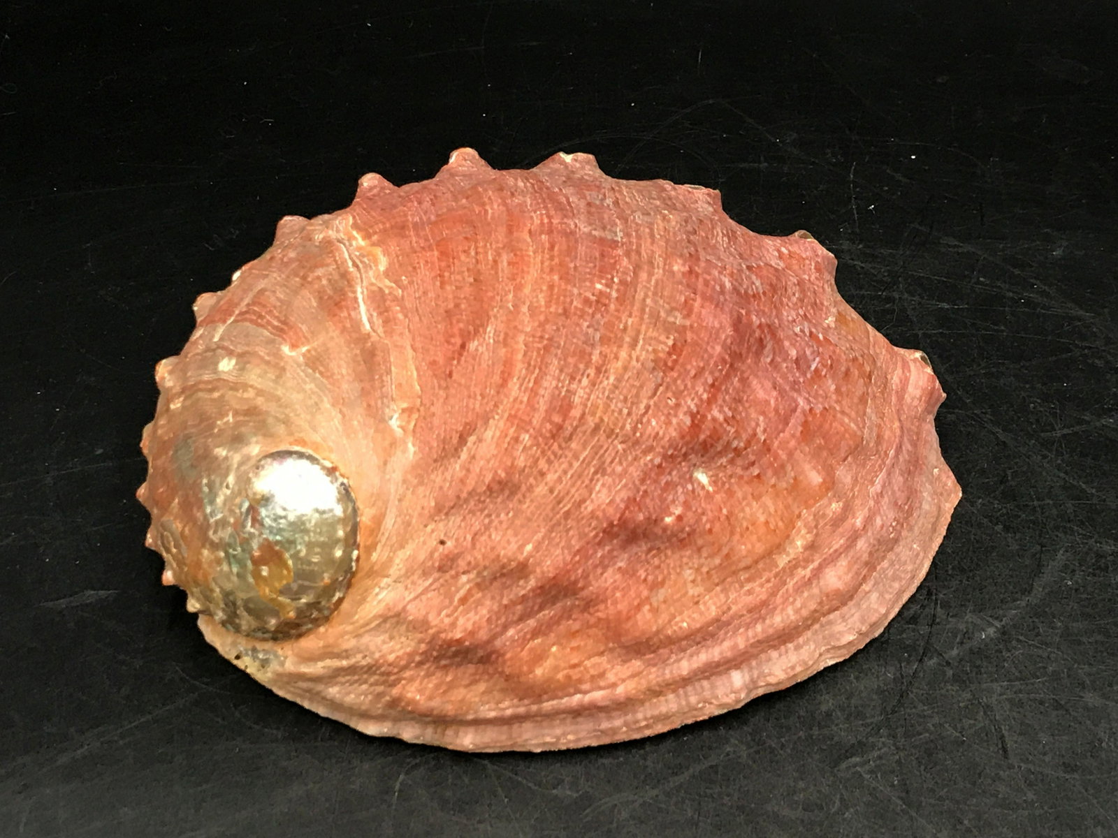 Abalone, Seashell, Natural, Collectible, Metaphysical: Red abalone shell. North California