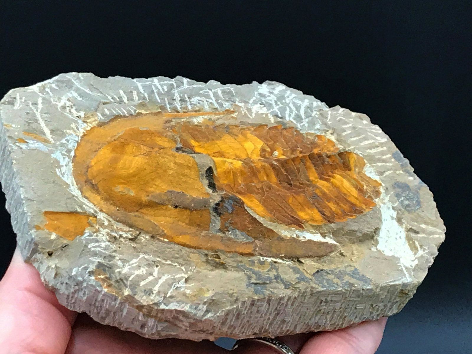 Trilobite, Fossil, Rock, Natural, Decor, Collectible,: Fossil trilobite, Cambreopalus telesto. Cambrian, 540 million years old. Morocco