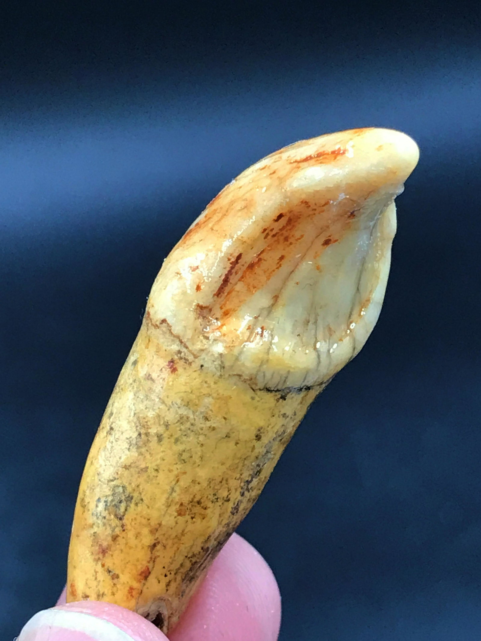 Cave bear, Fossil, Natural, Collectible, Specimen,: Fossil cave bear tooth. Ursus spaleous. Russia, 40,000 years old