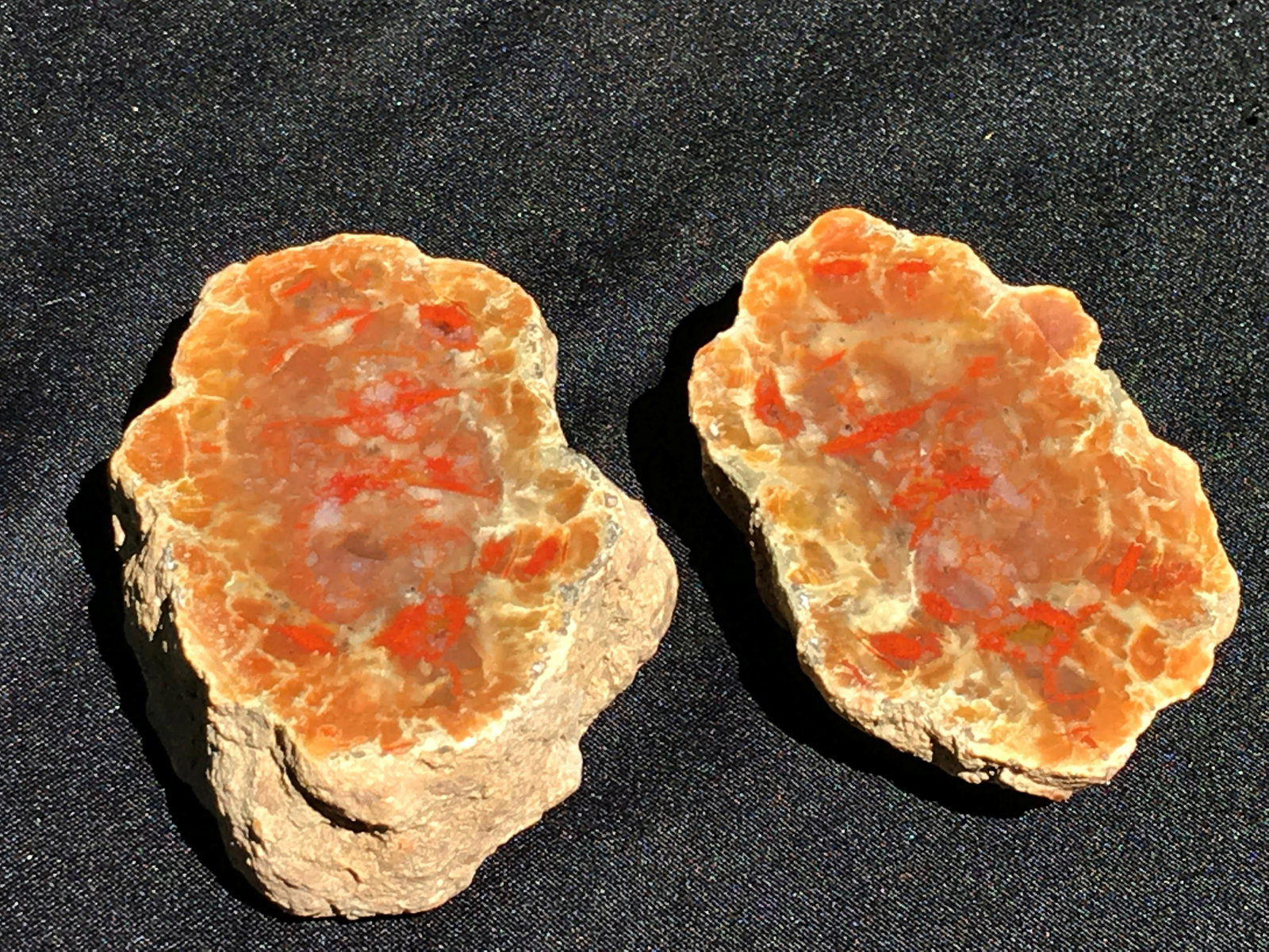Coprolite, Fossil, Rock, Natural, Collectible,: Split and polished coprolite (fossil dung). Jurassic, 200 million years old. Utah