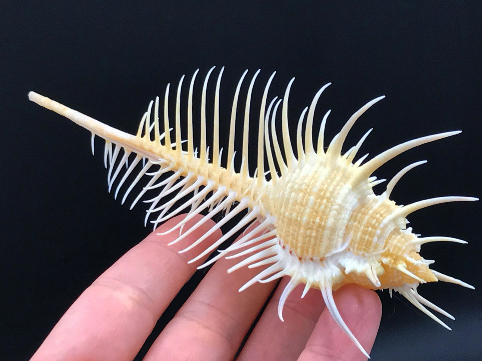 Murex, Seashell, Natural, Decor, Collectible, Specimen: Murex pectin, Venus comb, shell.
