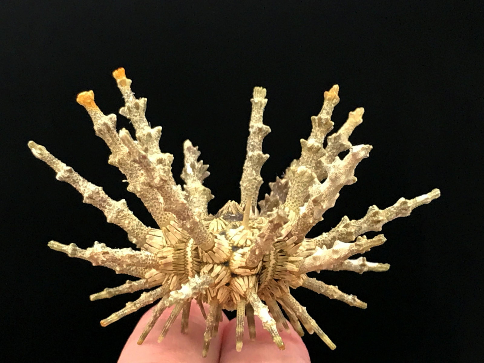 Urchin, Seashell, Natural, Collectible: Sputnik urchin test