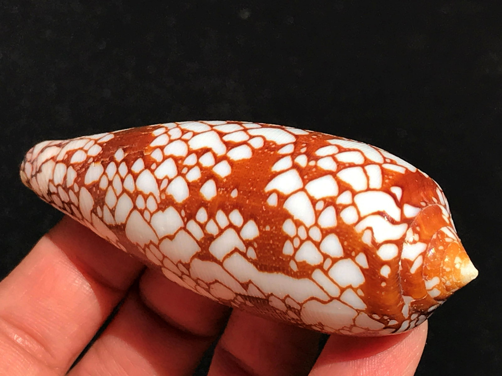 Conus, Seashell, Natural, Collectible: Conus episcopatus, Dignified cone, shell.