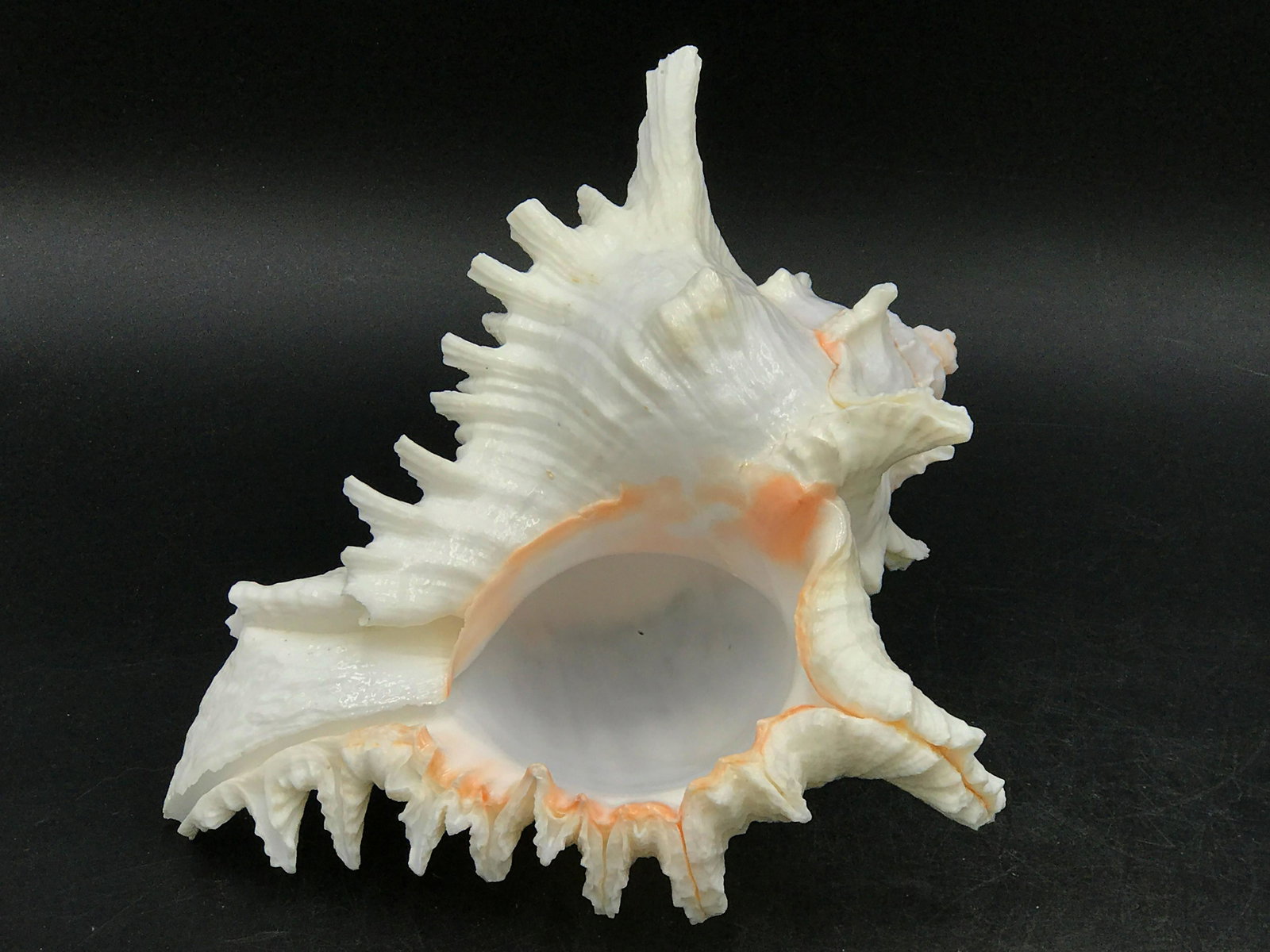 Murex, Seashell, Natural, Decor, Collectible, Specimen: Murex multraramosus shell. Cebu island