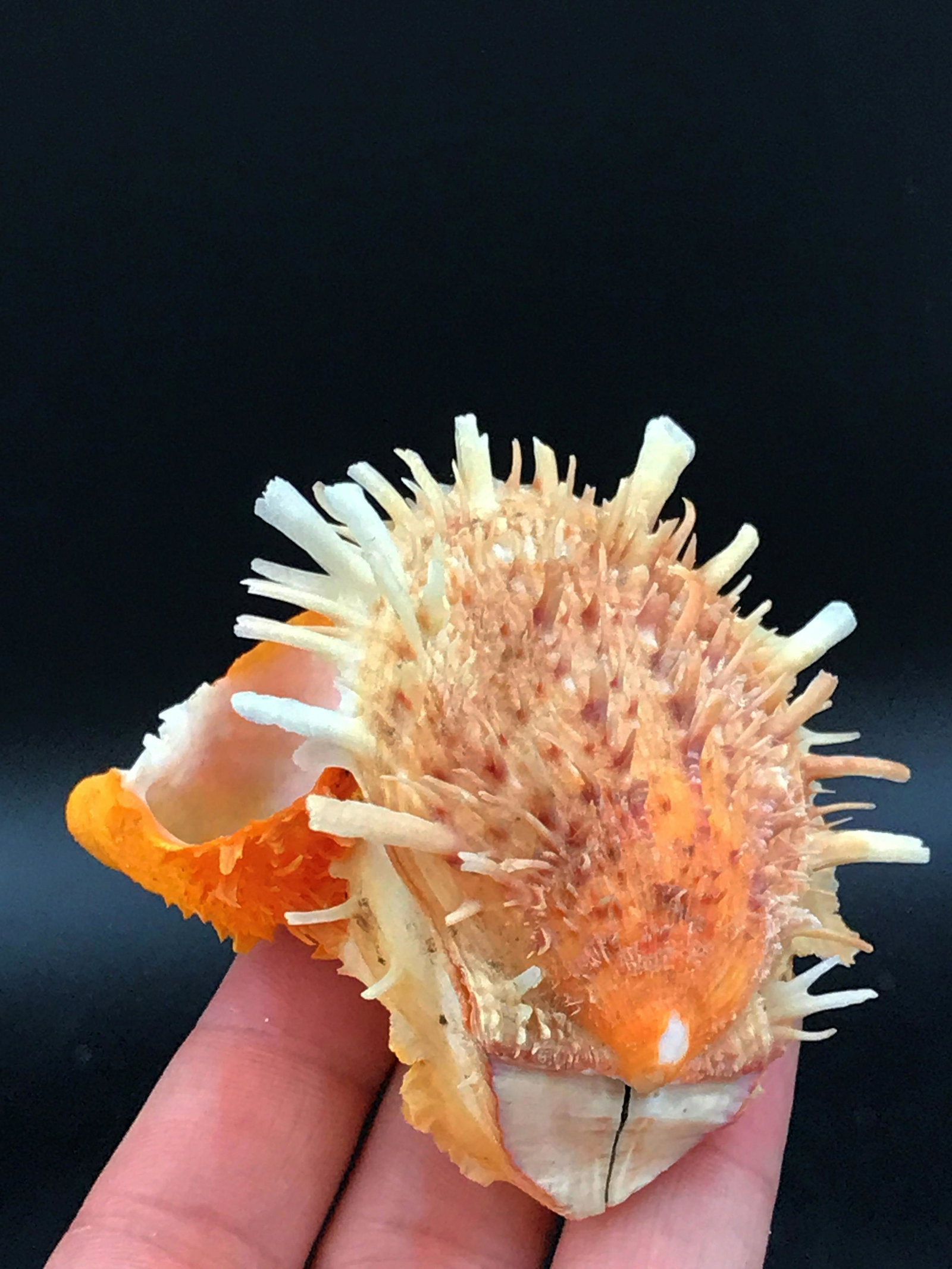 Spondylus, Oyster, Seashell, Natural, Collectible: Natural Spondylus americanus oyster shell.