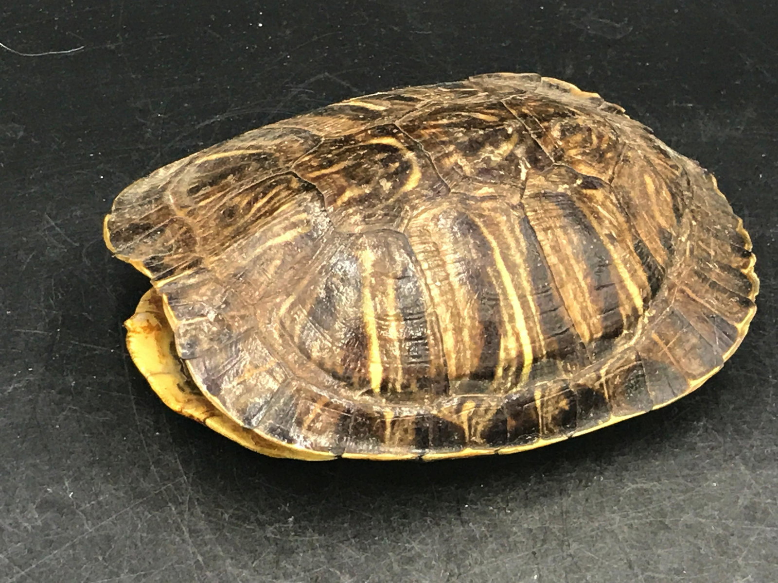Turtle, Natural, Bone, Collectible, Shell: Turtle shell. Florida