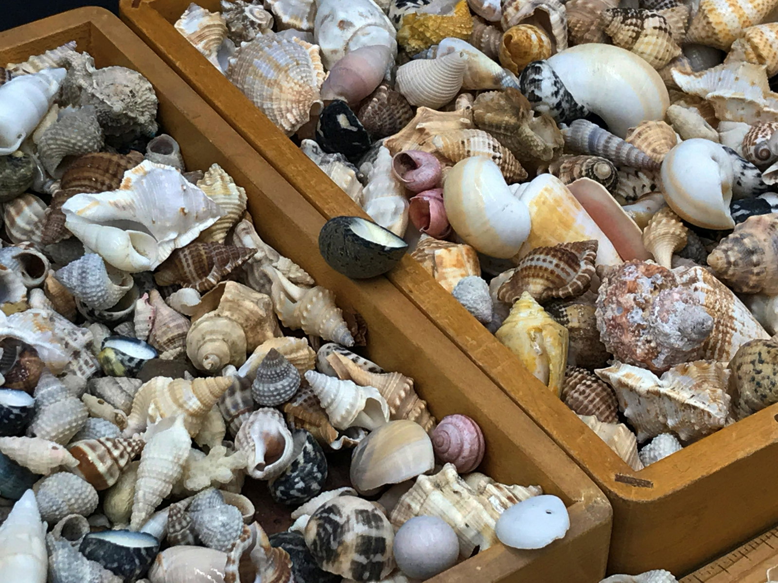 Seashell, Natural, Decor, Collectible, Art, Supplies: Collection of craft shells.