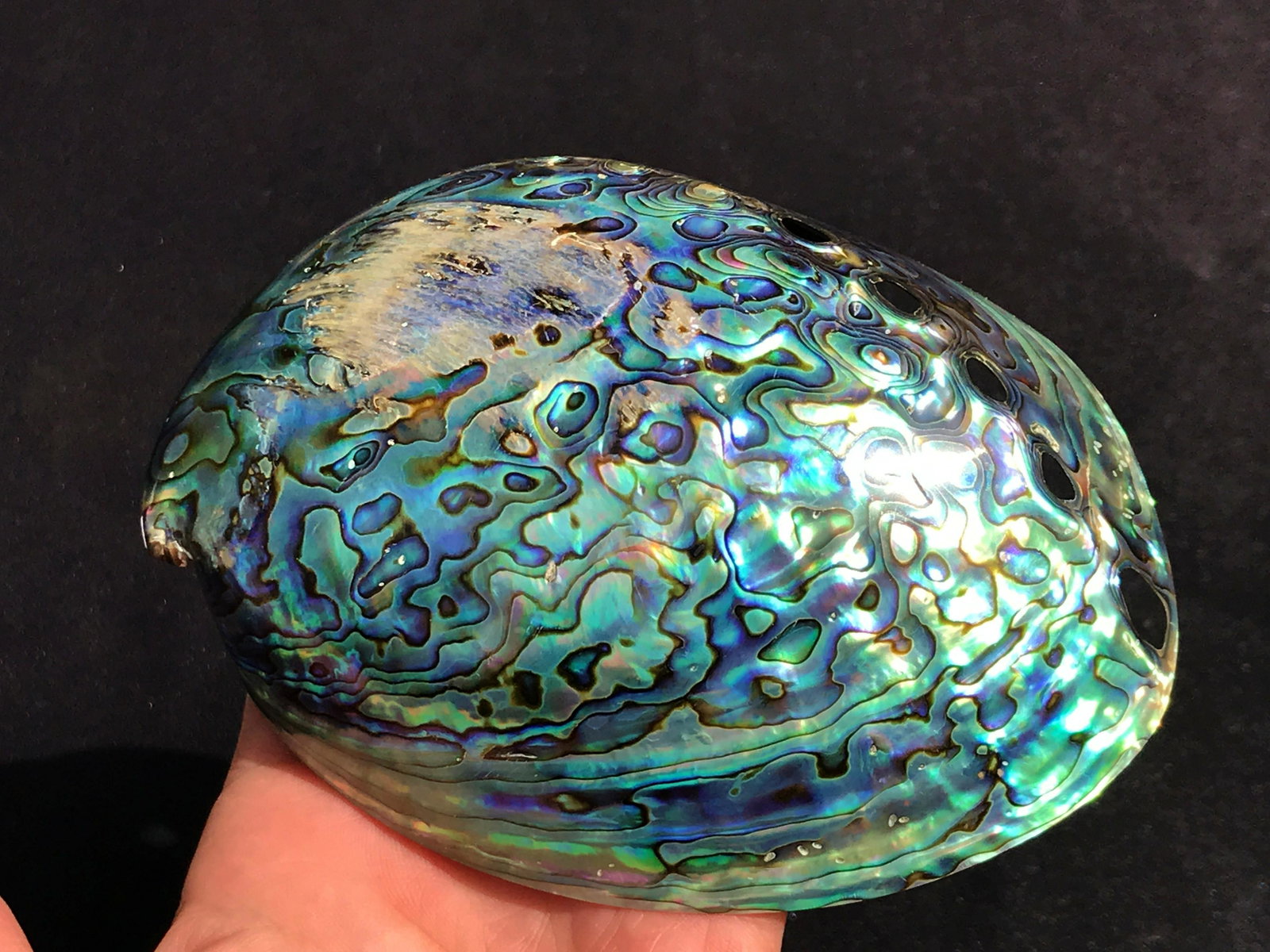 Abalone, Seashell, Natural, Metaphysical, Collectible: Paua abalone shell