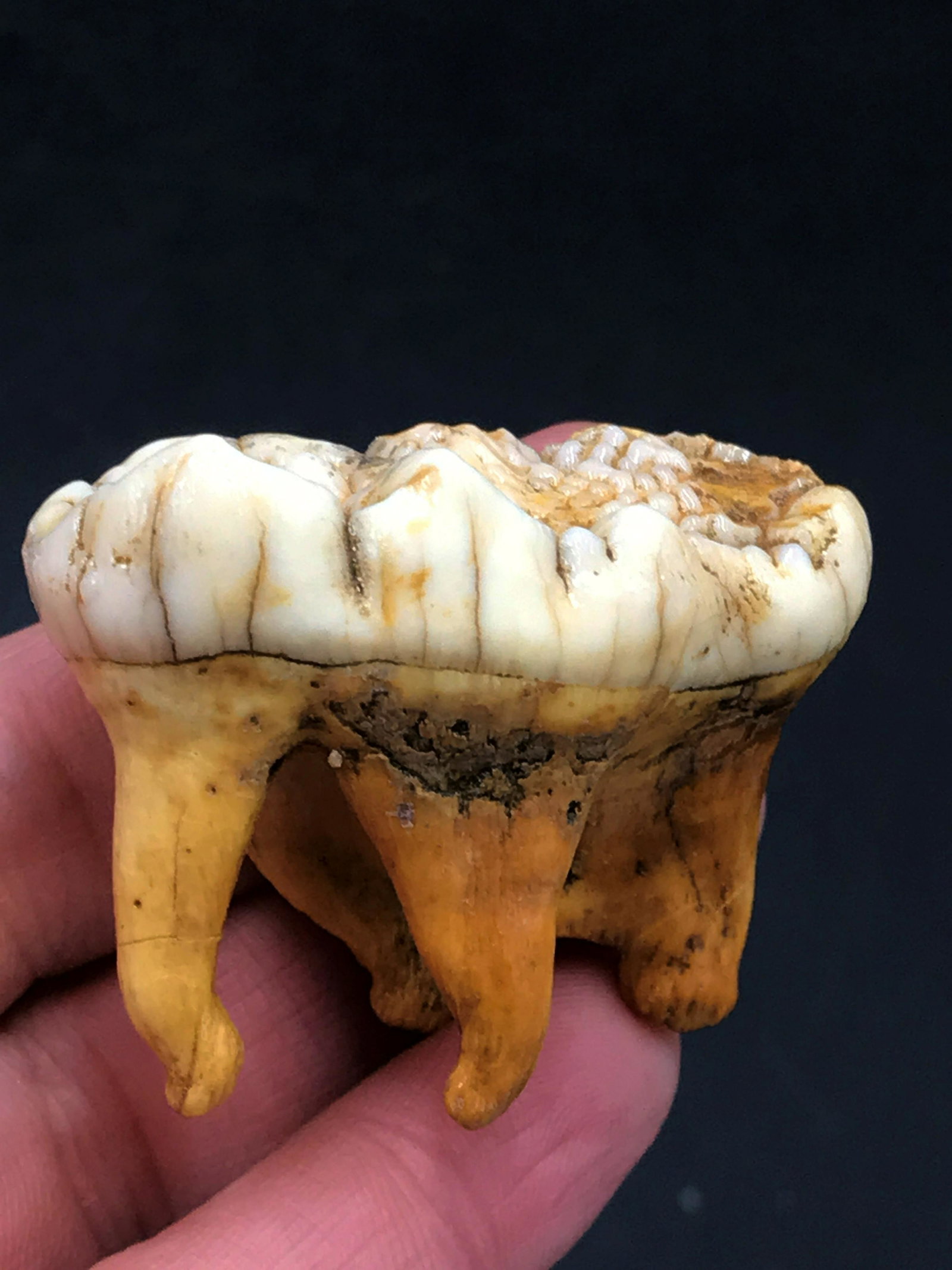 Cave bear, Fossil, Natural, Collectible, Specimen,: Fossil cave bear tooth. Ursus spaleous. Russia, 40,000 years old