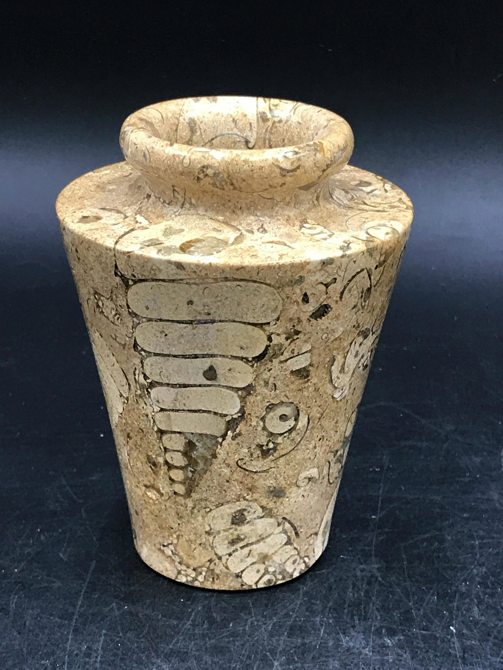Limestone, Rock, Fossil, Natural, Decor, Collectible,: Fossil gastropod and clams in limestone vase. Tethy's Sea, Pakistan. Triassic, 240 million years old